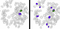 neurons in synchrony as memory is created (left) and later retrieved (right)